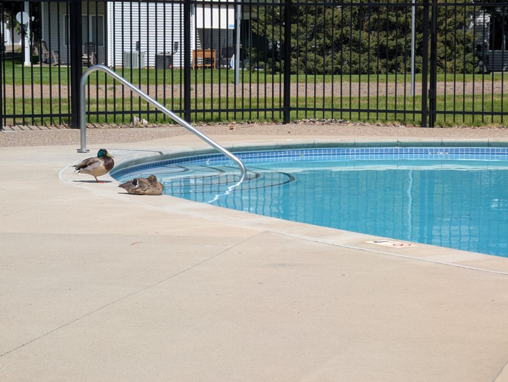 A mallard pair sits poolside at an outdoor pool near the steps. 