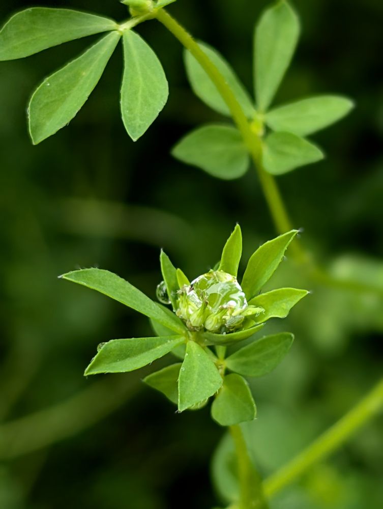 A large water droplet is nested in the center of a budding green plant 
