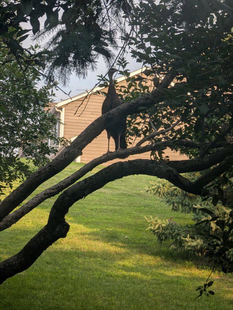 A turkey standing on a tree branch stretching her neck straight up to stare at Moe with indignant suspicion