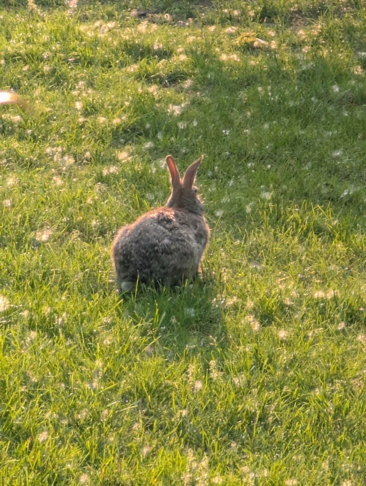A rabbit sits calmly in the grass in the evening sunlight