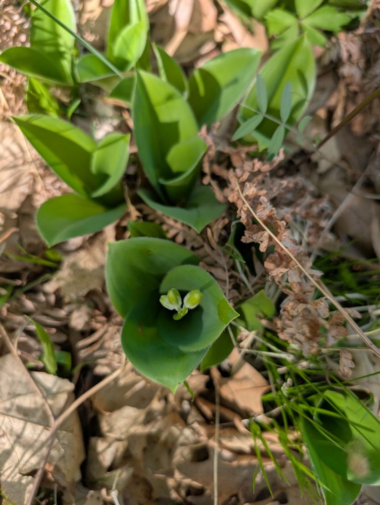 Growing Canada mayflower plants with pretty overlapping pointed leaves and a flower bud at the center
