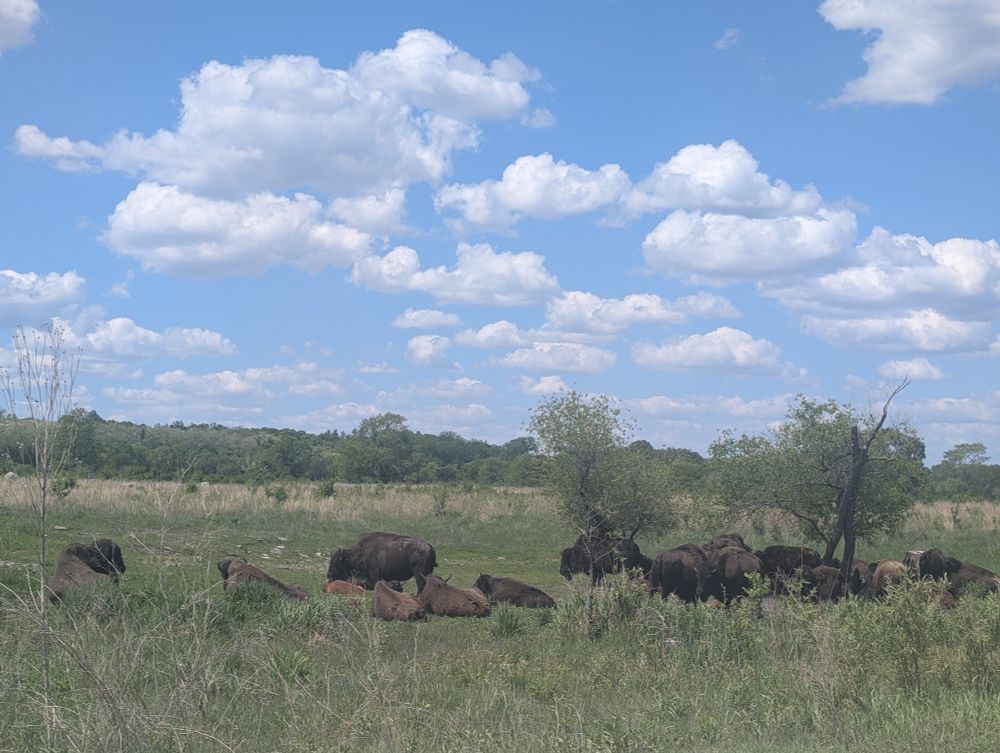 A bison herd relaxes in Minneopa State Park on a sunny day with fluffy clouds.