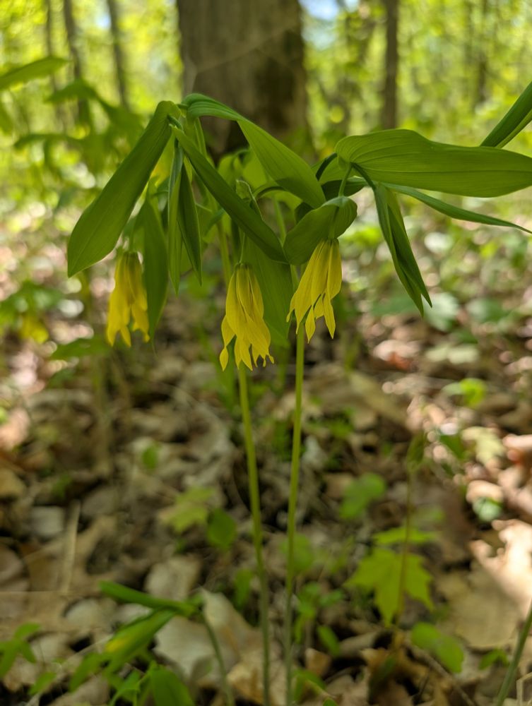 Bellwort