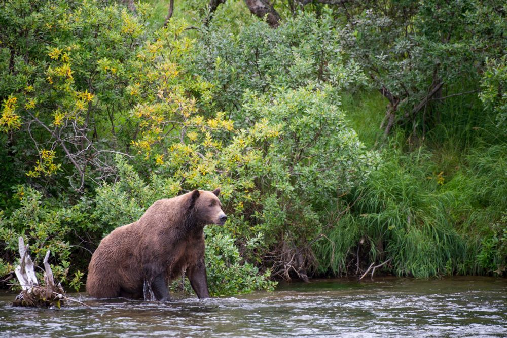 Fat Bear Week Delayed By Bear Killing Bear | Defector