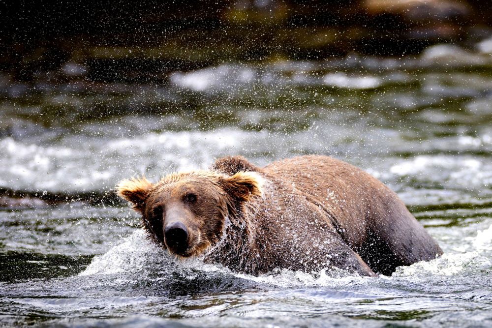 Bear Wins Fat Bear Week By Defeating Bear That Killed Her Cub | Defector