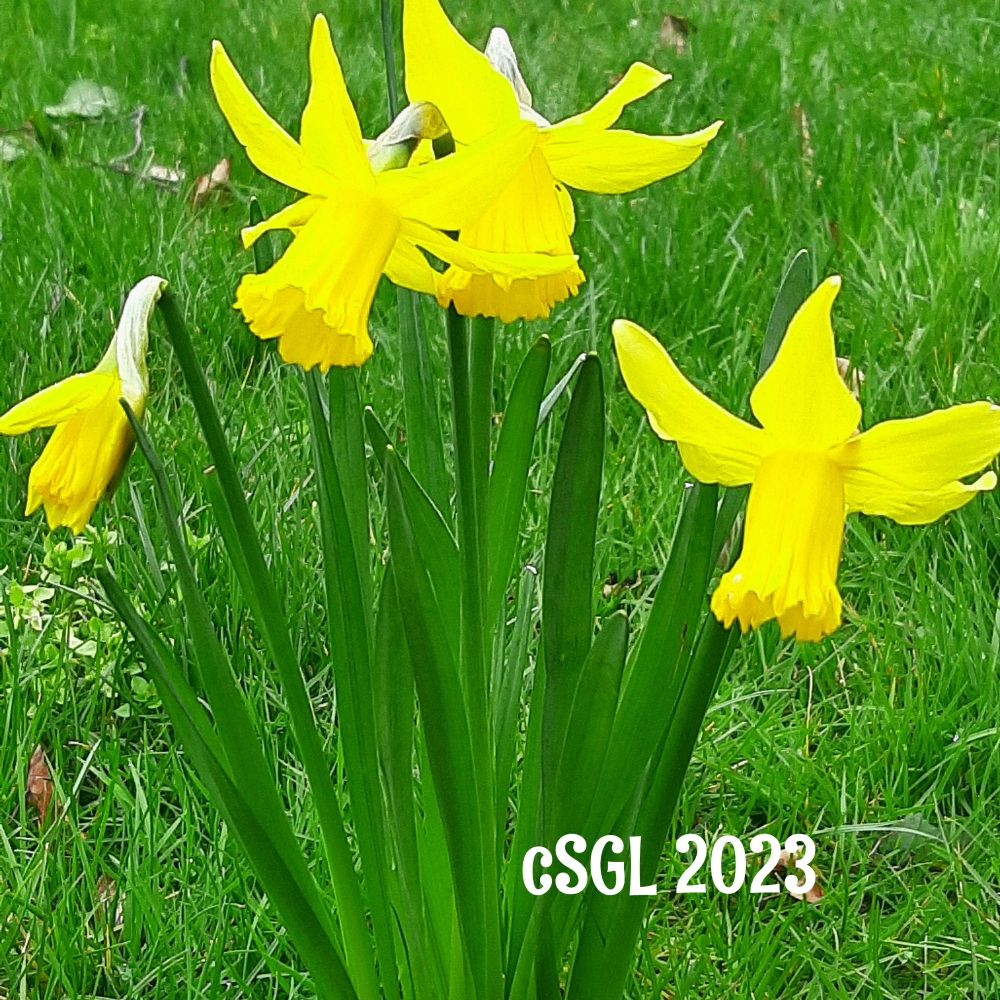4 yellow long-stemmed daffodils in the grass