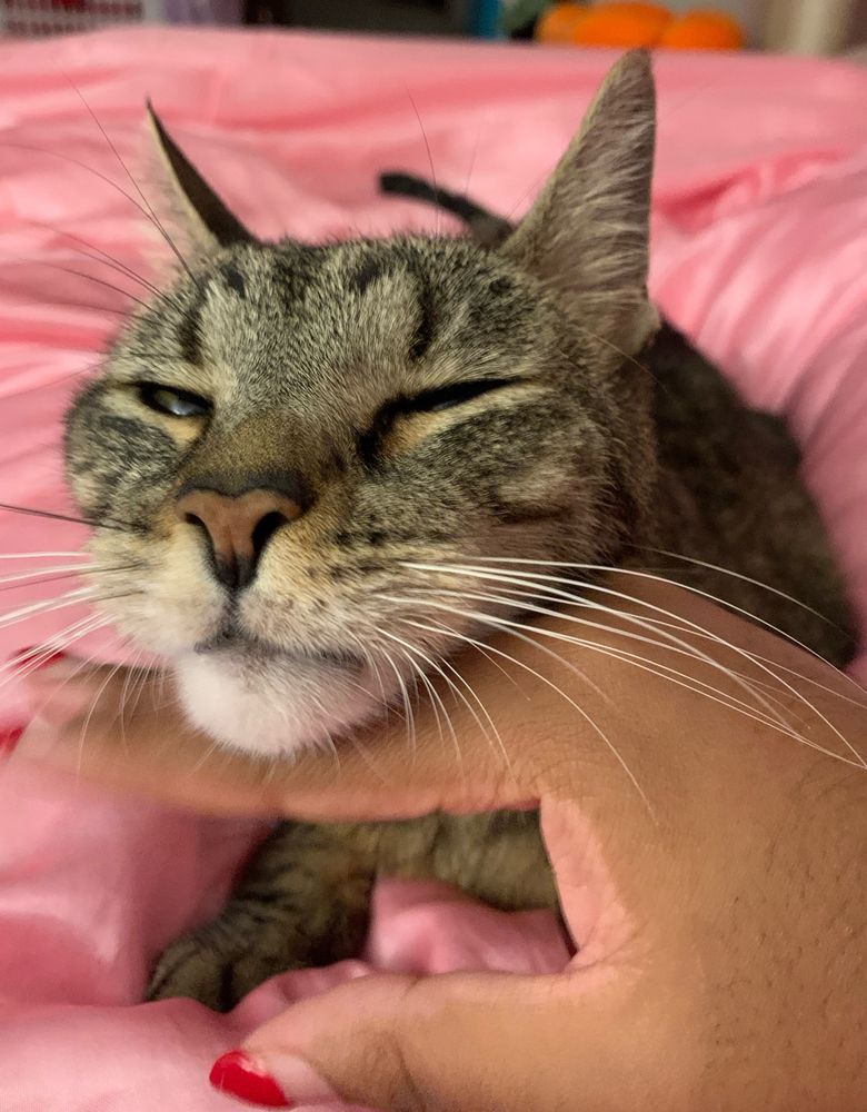 My gray tabby cat, Mister, eyes mostly closed during chin scratches from a hand with red nails (purring so obnoxiously loud) and sitting on baby pink silk sheets 