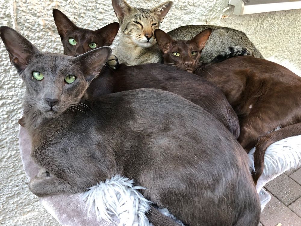Vier orientalische Kurzhaar-Katzen (OKH)