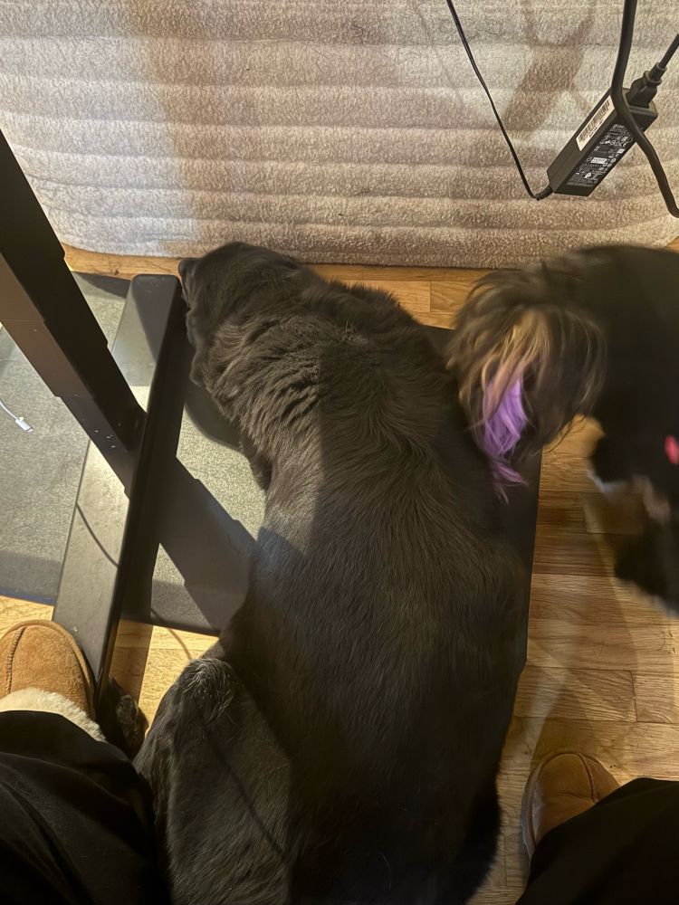 Large black dog laying on the floor under a desk with slippered feet on either side of her. A small dog is seen on the side of the image 