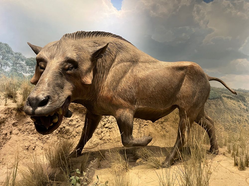 Model of extinct “hell pig” Daeodon at the Denver Museum of Nature and Science 