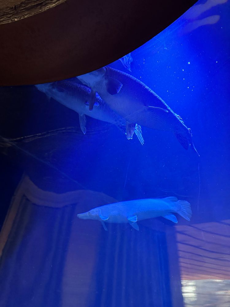 An albino alligator gar floating in an aquarium. 