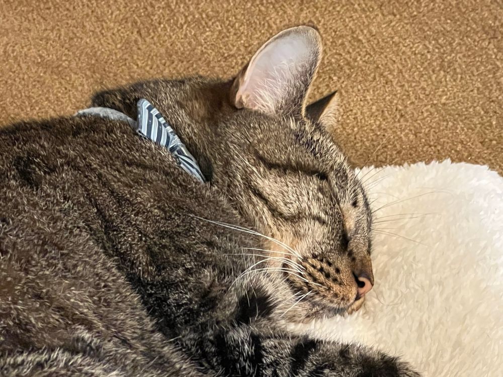 sleeping cat