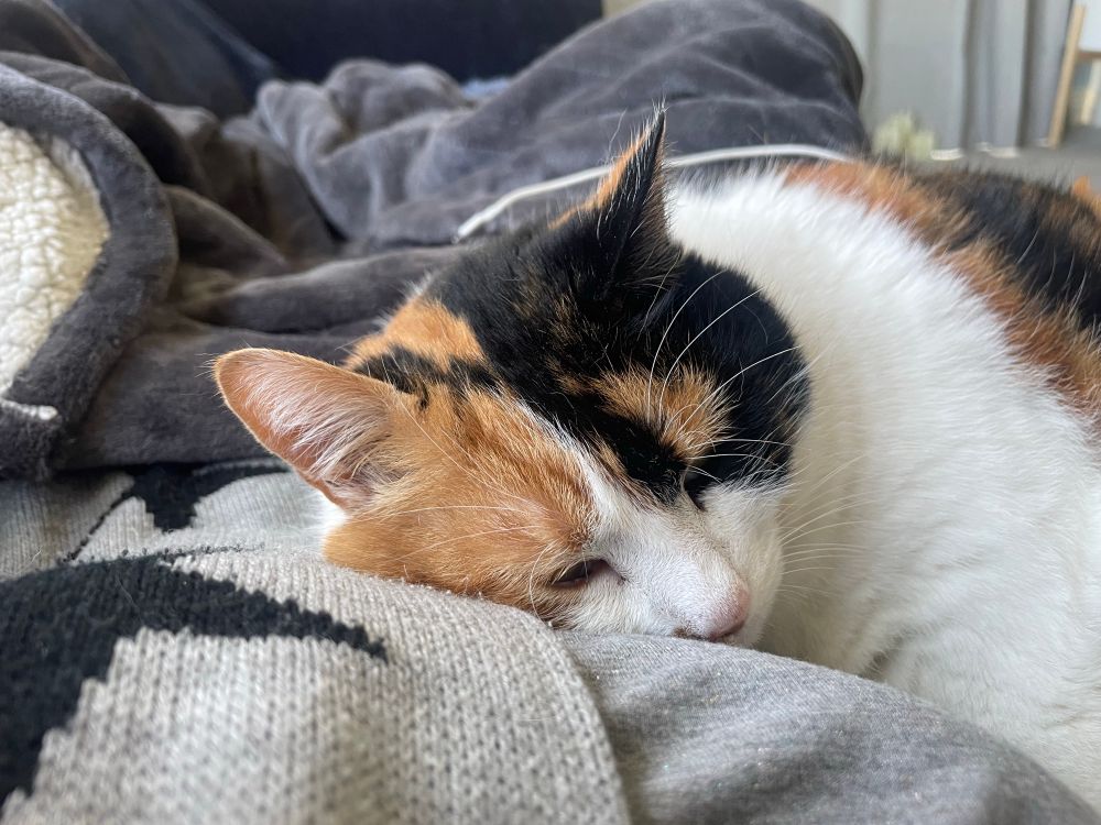 lucy the calico cat snuggled on my chest.