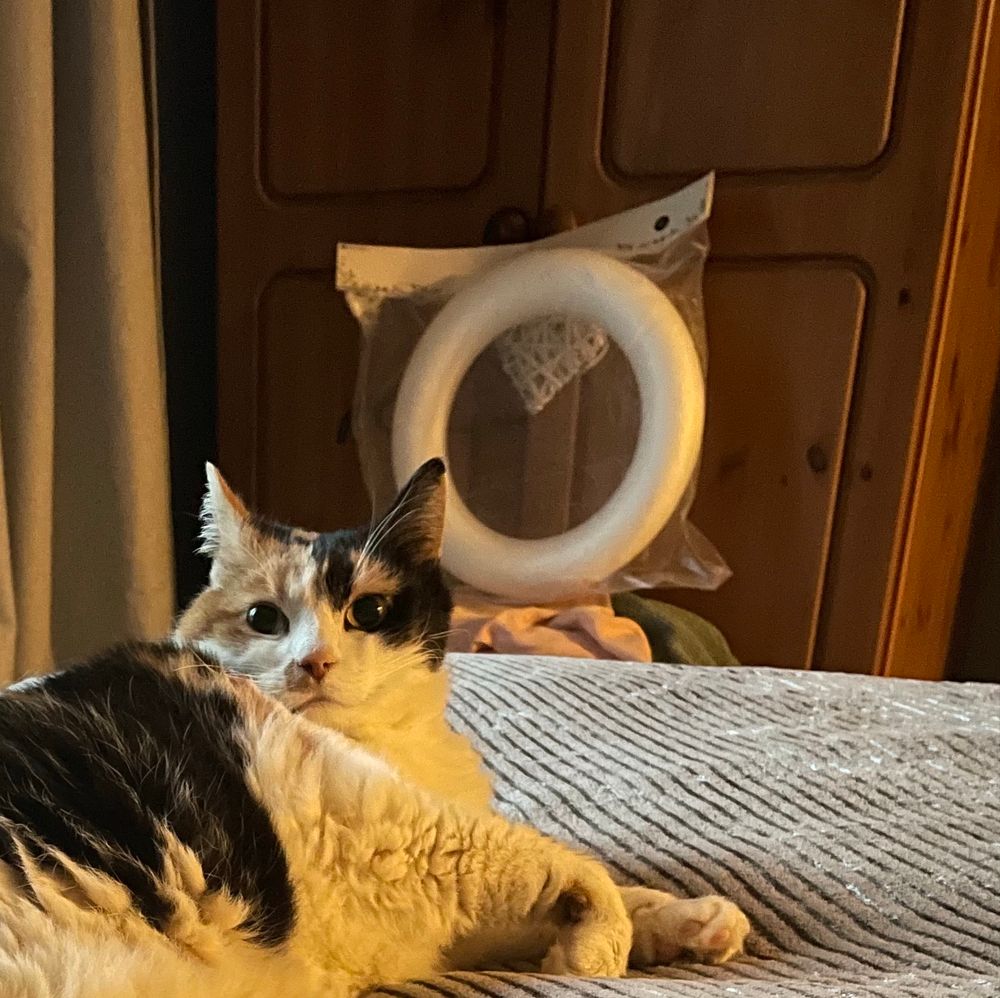 lucy the calico cat lying on the bed, her head raised, looking startled. 
