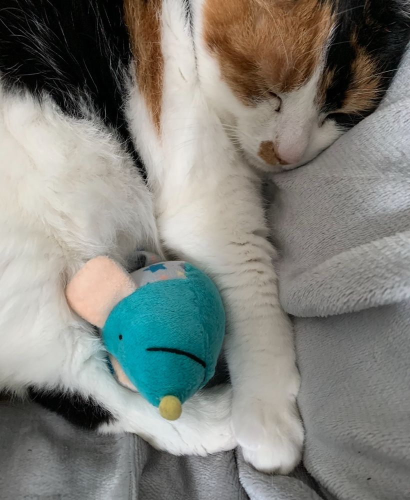 lucy the calico cat sleeping with her front paws touching her back paws and a little mouse toy tucked into the gap between her feet and belly. 