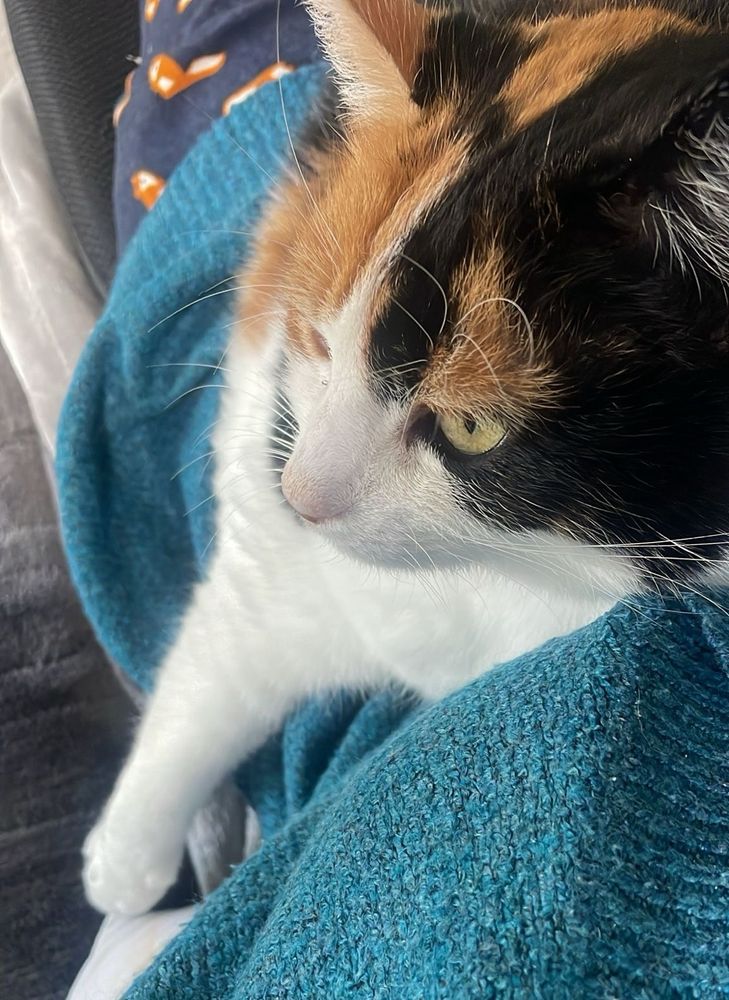 Lucy the calico cat lounging on my belly with her face near my chest. Looking innocently off to one side like she isn’t a tit biter