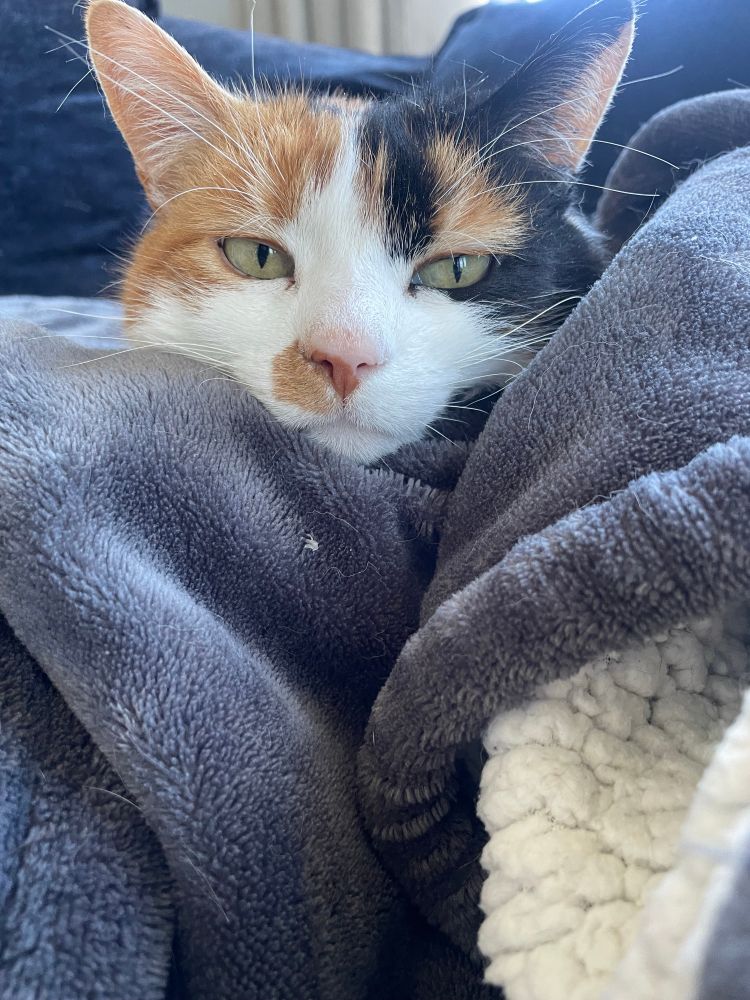 lucy the calico cat snuggled in a grey blanlet.