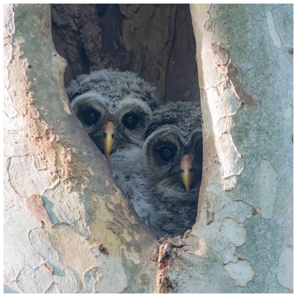 Two barred owlets sitting together in the crevasse of a sycamore, staring directly into the camera.