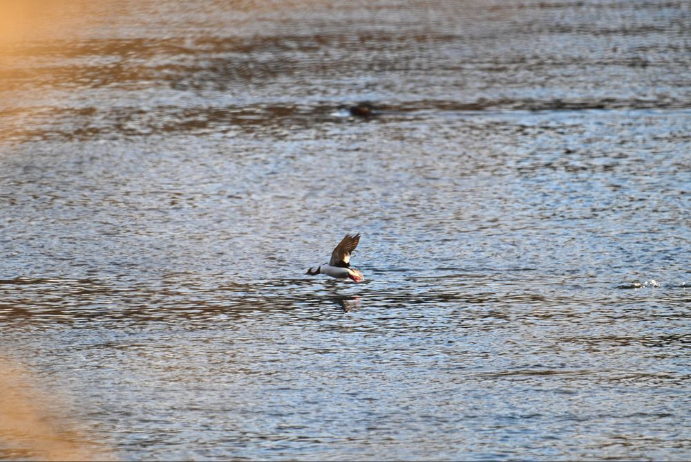 A photo of a bufflehead duck flying low across the rippling water of a large river.