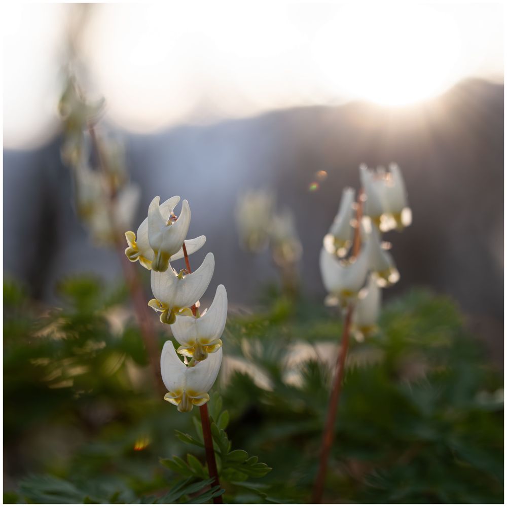 Dutchmans breeches - small U shaped white flowers with yellow bottoms growing in clusters along stems. The photo features a foreground cluster in focus, with three other clusters fading into the background with light coming from the rear of the photo and some lens flare.
