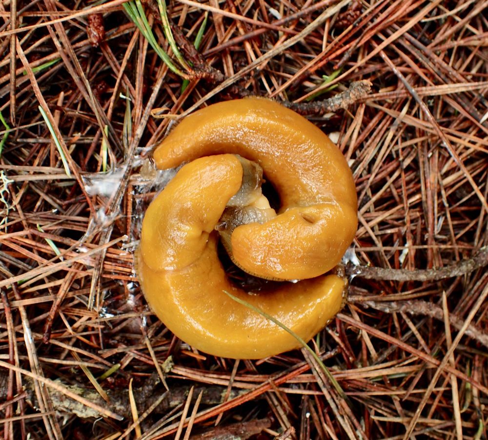 Two yellow slugs in a yin-yang formation.