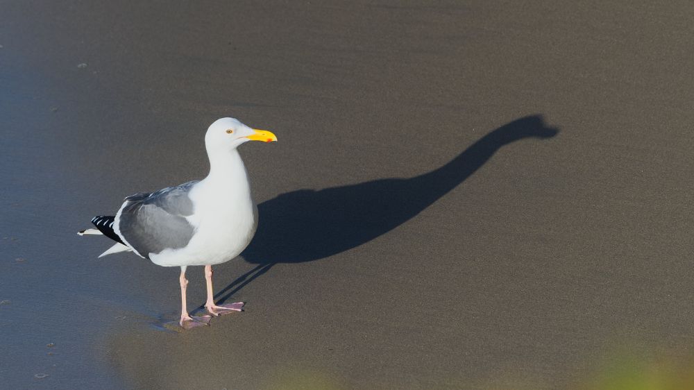 Duck-shaped bird with white head, neck, and belly. Back and wings are dark gray. Beak is yellow and feet/legs are pink. Bird's shadow on sand is dinosaur-shaped, with a long neck and rounded snout.