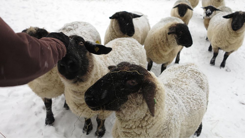 Suffolk ewes