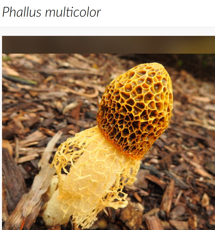 screenshot of the iNaturalist page for "Phallus multicolor" an admittedly phallic mushroom in the stinkhorn family with a white stem, an amber honeycombed bell-shaped cap, and a yellow skirt that looks like that mesh they put around asian pears at the grocer