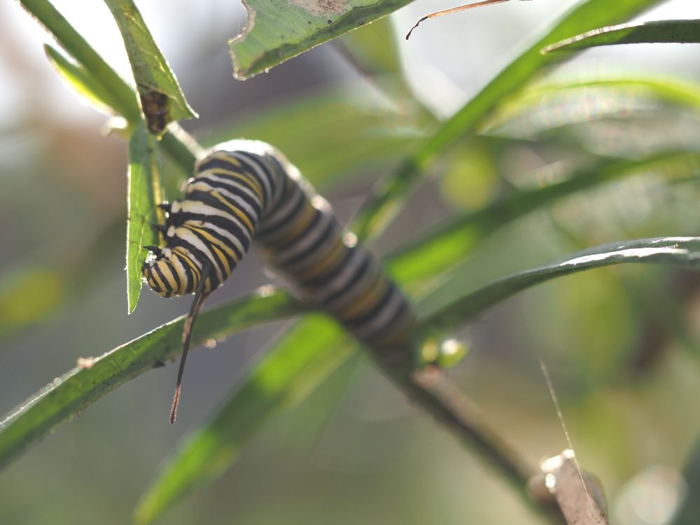 my photo of a monarch (Danaus plexippus) caterpillar, they are banded black, yellow, and white, with cute stubby feet and long antennae. they are climbing along the stock of a plant. 
