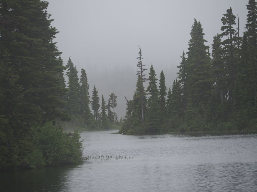 a photograph i took in strathcona of islands covered in conifer trees in dense fog