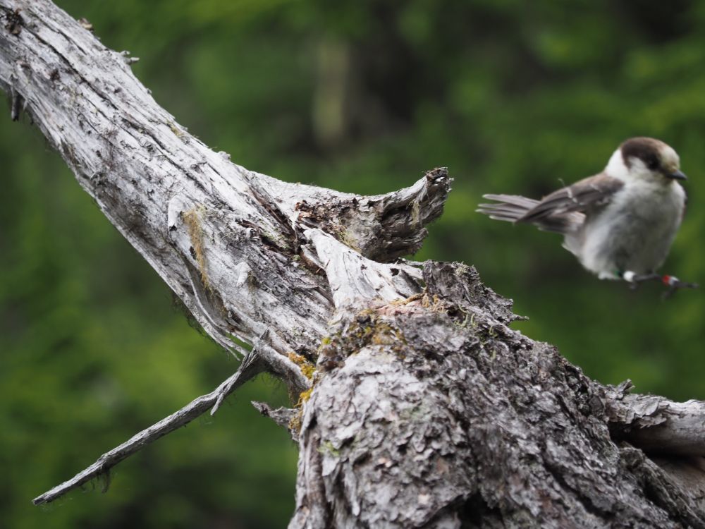 a canada jay (Perisoreus canadensis) leaping off a tree branch. their feet are outstretched in front of it and their wings are to the side and slightly stretched back, almost like a human might jump butt-first into a pool. they are slightly out of focus 