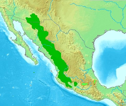 a range map with a giant portion of mexico (the sierra madre occidental) and a tiny patch patch of southeastern arizona colored in 