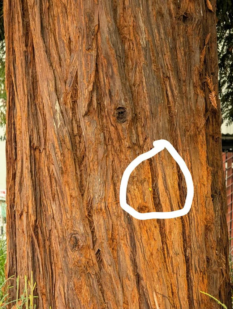 a crudely drawn white circle around a barely visible green speck on a tree