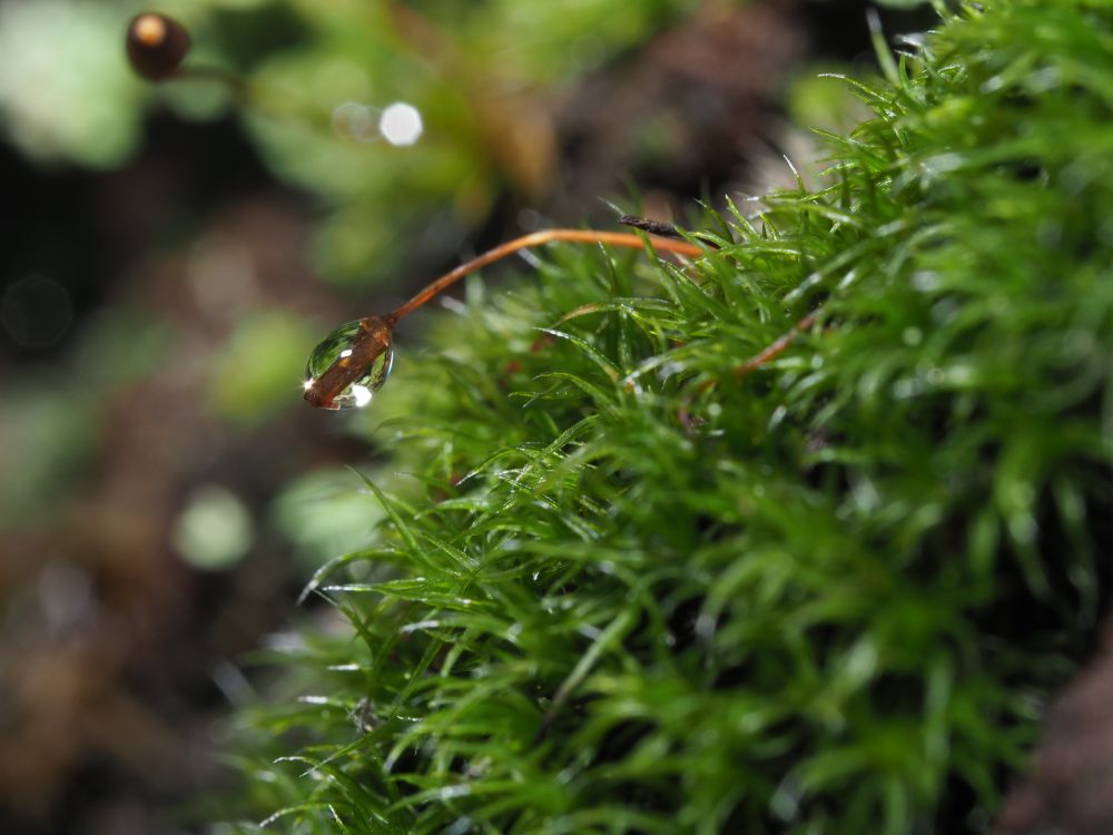 macro shot of a glistening droplet of dew on an orange brown stem over some moss