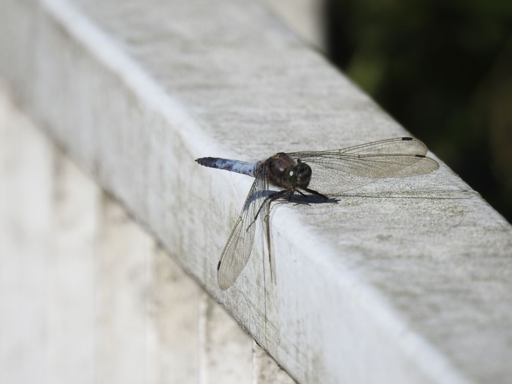 Eine Libelle mit blauem Hinterleib sitzt auf einem Metallgeländer.