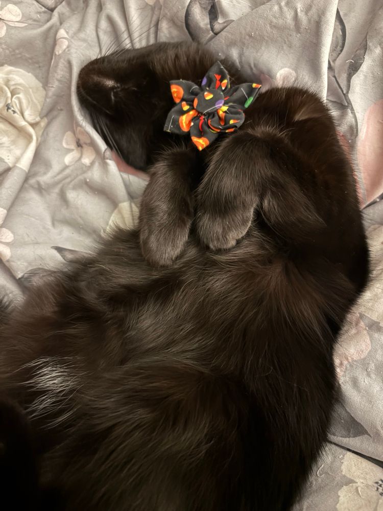 Dolly the black cat is on her back and doing “bunny paws” while wearing a black pinwheel bow with jack-o-lanterns and candy on it.