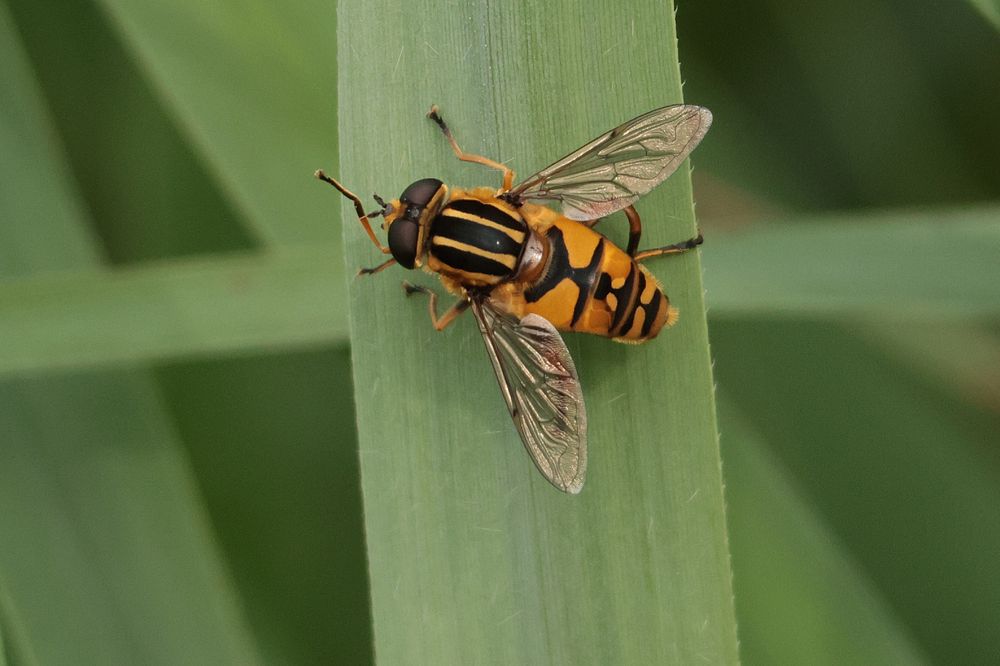 Tiger Marsh Fly