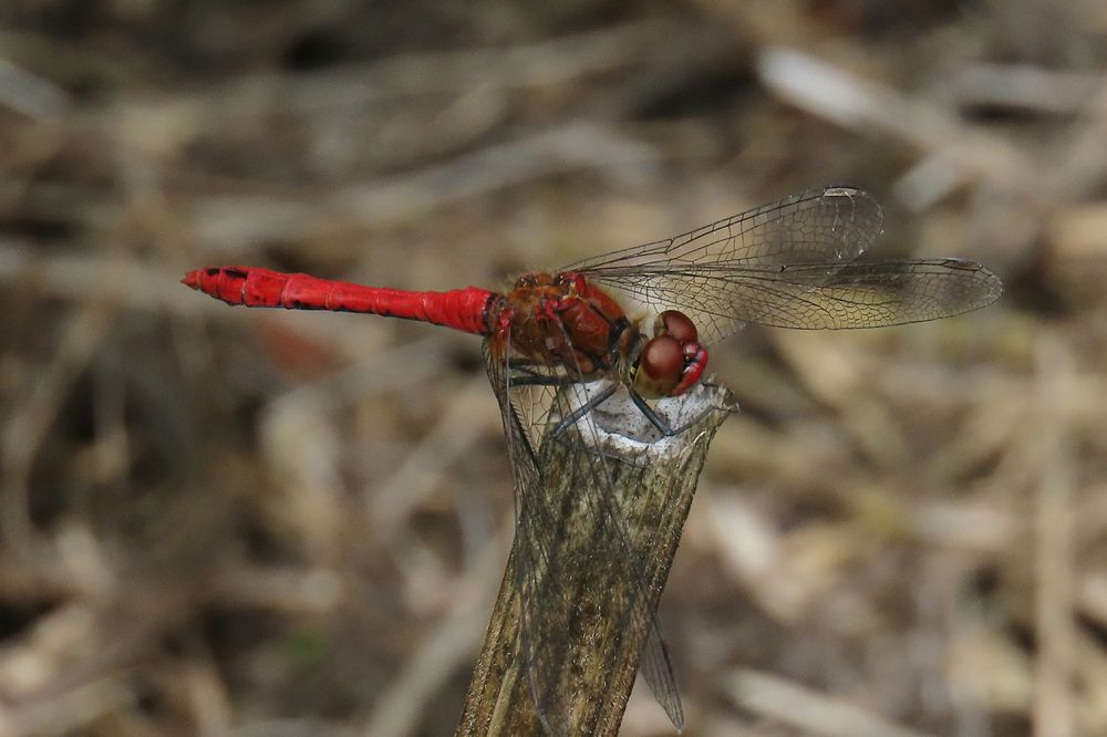A very bright Ruddy Darter