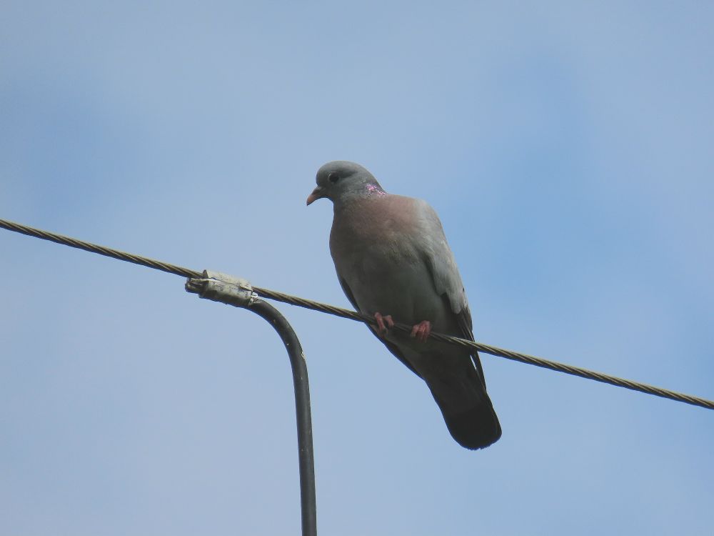Stock Dove