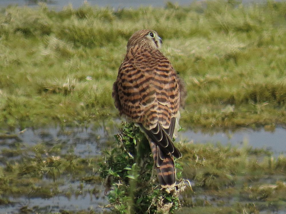Kestrel