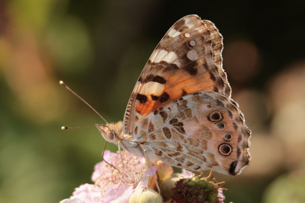 Painted Lady