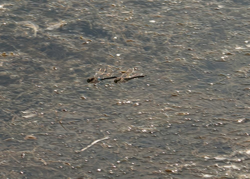 Pair of Lesser Emperor (if you squint)