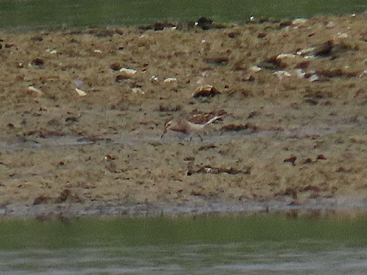 Pectoral Sandpiper, it was distant!!