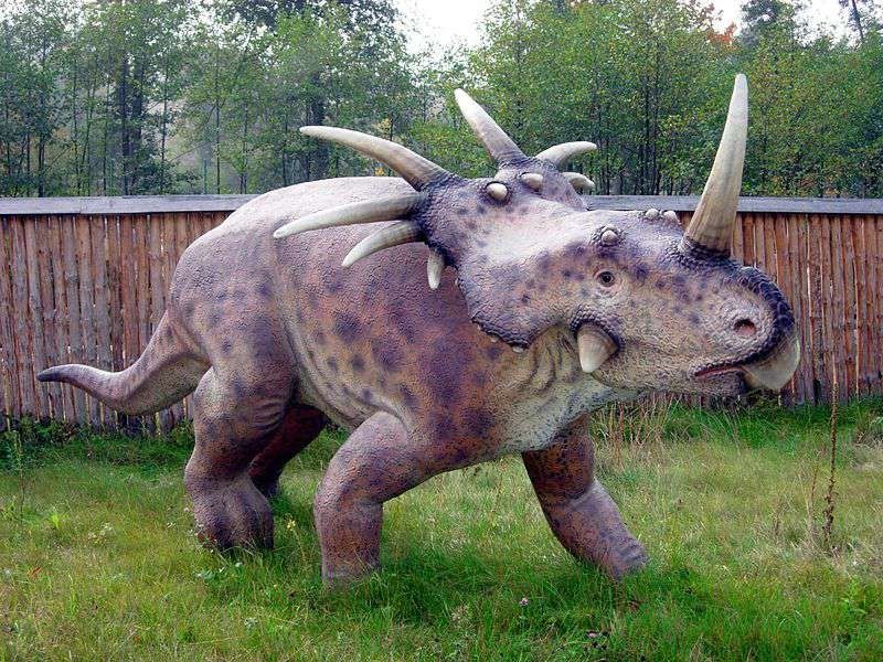 A styracosaurus. A ceratopsid known to have many horns on its frill and one large protruding one on its snout.
