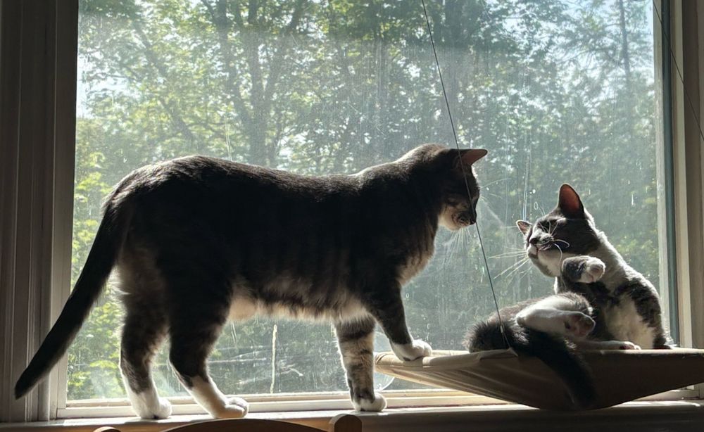 Tabby Pancake stands silhouetted in the picture window, one foot on the cat hammock as if asking gray tux Waffle to please vacate. Waffle is twisted toward Pancake with one front paw raised.