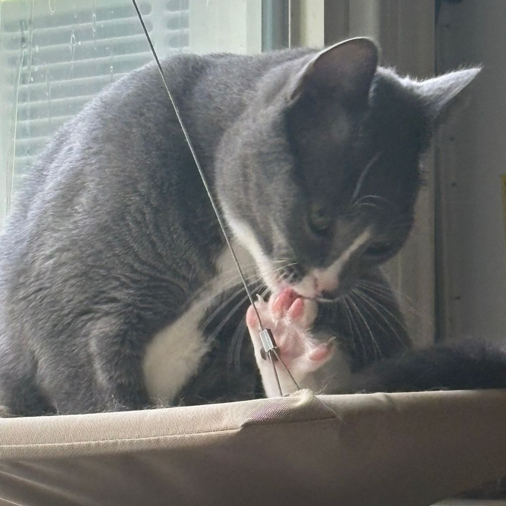 Gray tux Waffle is concentrating hard on licking his toebeans. His foot is spread, claws out, and he’s actually biting his claws too, the sound of which drew my attention to take a photo. 