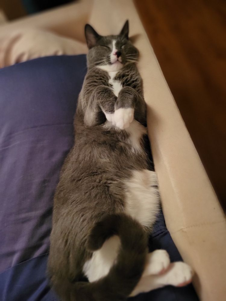 Gray tux Waffle lies on his back with his tail curled & his paws drawn up.