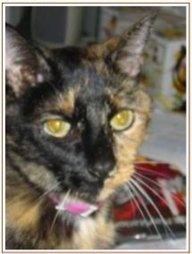 Tortie cat T-Rex in her Catster profile pic, regal and giving zero fucks. 