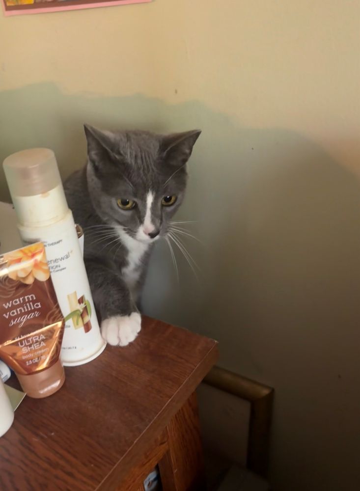 Gray tux Waffle tries (then fails) to extricate himself from behind a bookcase. We see his head and right paw as he attempts to gain a foothold. Hand lotions in the foreground. 