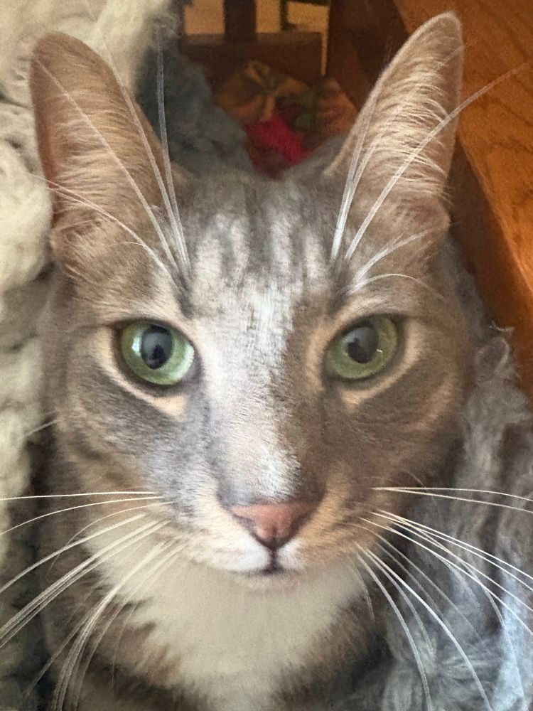 Close up of tabby Pancake’s face